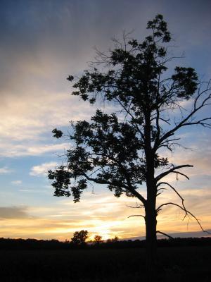 Same sunrise, different tree