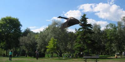 Byee Goose