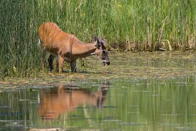 _MG_1628.jpg
