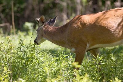 _MG_1679.jpg