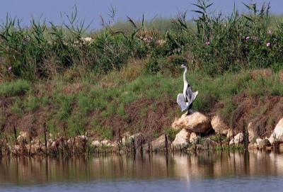 CRW_5232.JPG