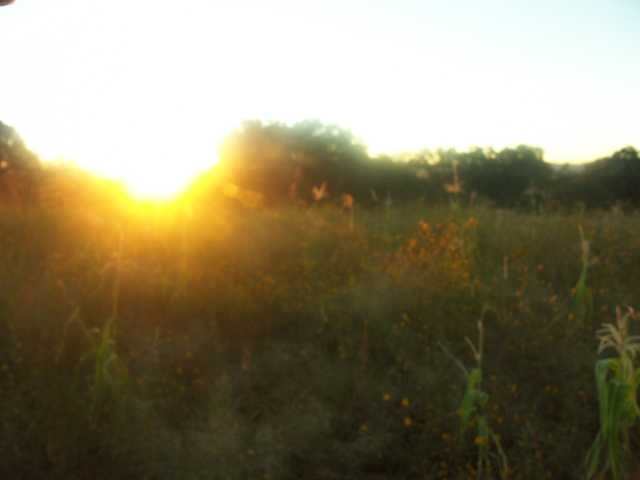 0543-Sun Up in the Bean Field.jpg