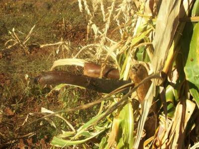0567-Our Machetes Stashed in the Corn Sheath.jpg