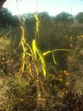 0549-Maize in the Early AM Sun.jpg