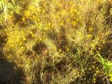 0552-Yellow Sun, Yellow Flowers.jpg