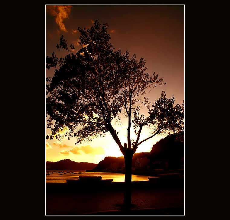 13.10.2005 ... Another tree ...