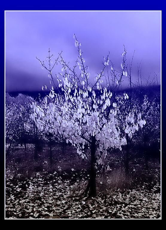 15.10.2005 ... Another play with IR style ...