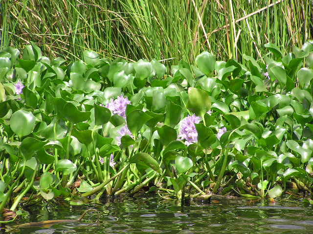 Black River
