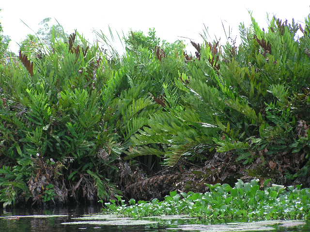 Red fern