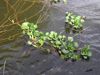 Black River