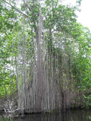 Centenarian mangrovia