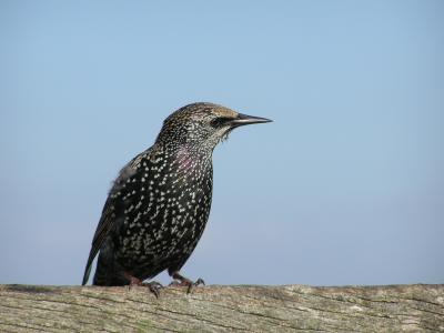 Stonehenge starling