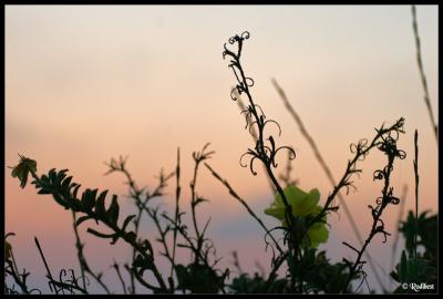 IMG_4472.jpg