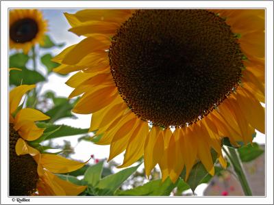 IMG_2963.jpg