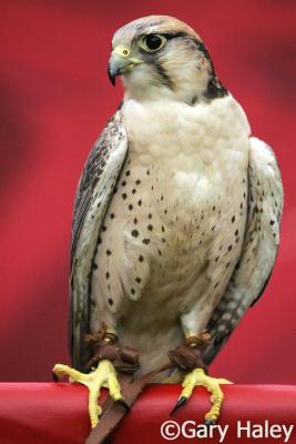 Savannah 'Atlanta Falcon's Mascot'