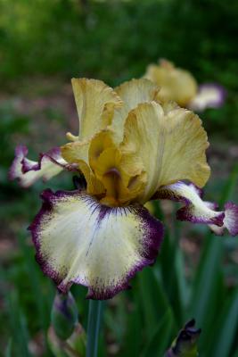 iris_2005