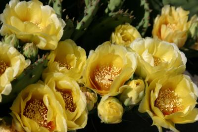 cactus flowers.jpg