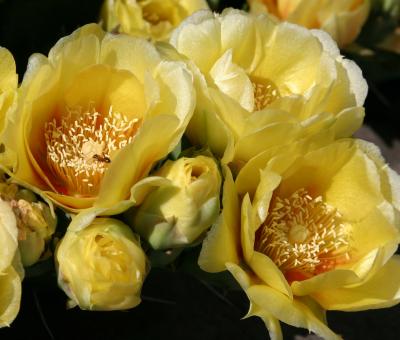 cactus flowers2.jpg