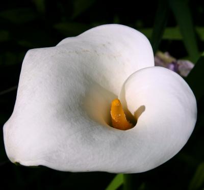 calla.jpg