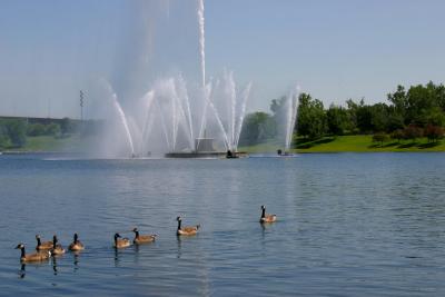 geese_conagra.jpg
