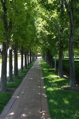 treelined.jpg
