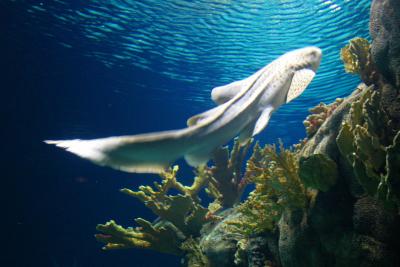 aquarium.jpg