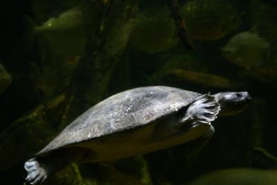 turtle.jpg