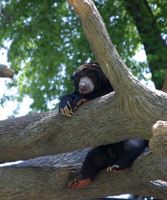 v3/27/446227/3/45094374.sun_bear.jpg
