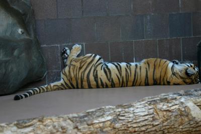 lazyafternoon.jpg