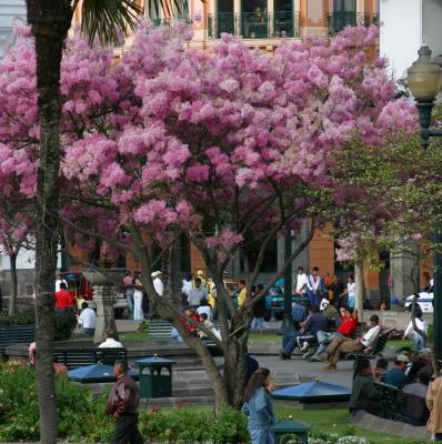 CitySquare2Quito.jpg