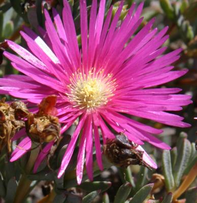 v3/27/446227/3/46773141.pinkflowersmDM.jpg