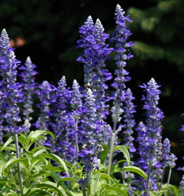 2005_summer_flowers