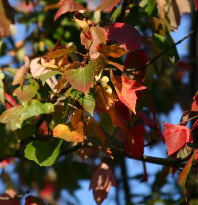 autumn