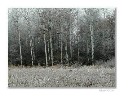 Birches on Ice