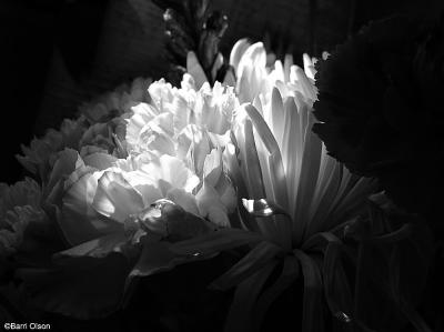 Flowers Without Color