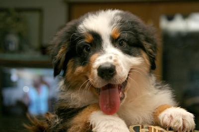 Evan(Australian Shepherd)