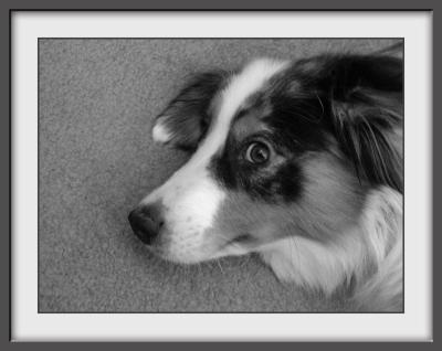 Sassy (Australian Shepherd)