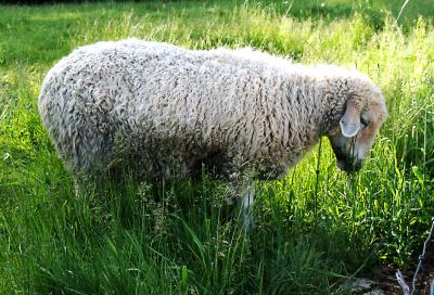 Codman Farm Sheep