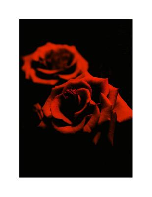 Perfume de rosas en la oscuridad