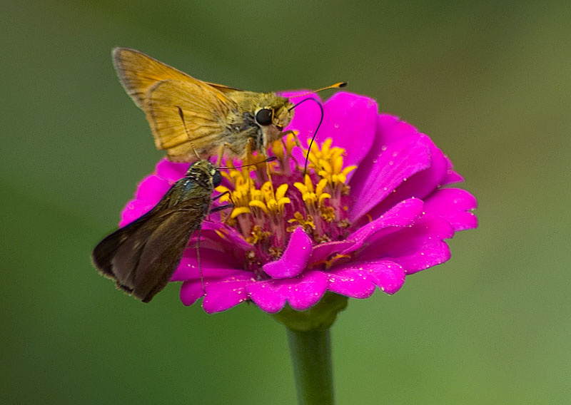 A couple of Skippers enjoying a snack together