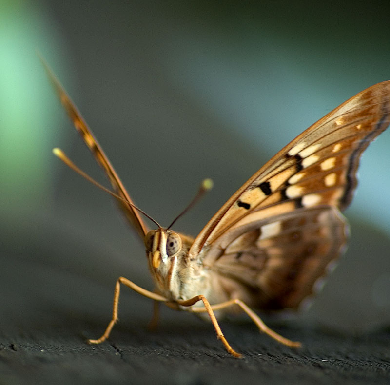 Tawny Emperor