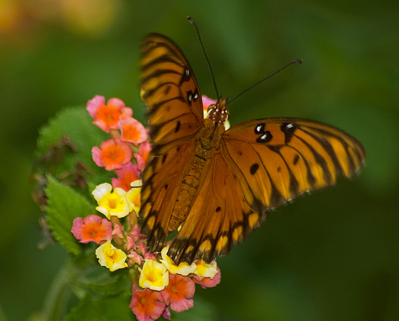 Gulf Fritillary