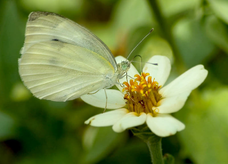 Giant White