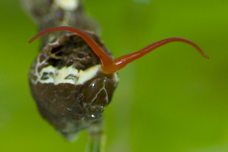 Swallowtail Chrysalis