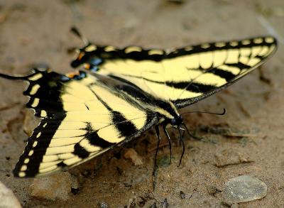 Eastern Tiger Swallowtail (Papilio glaucus Linnaeus)