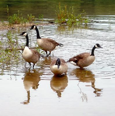 Geese