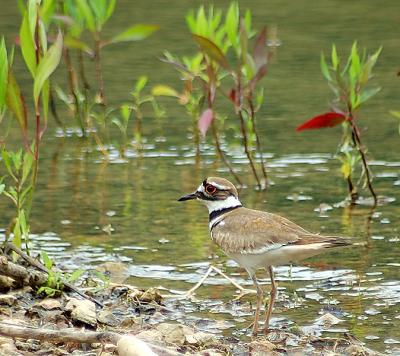 Killdeer