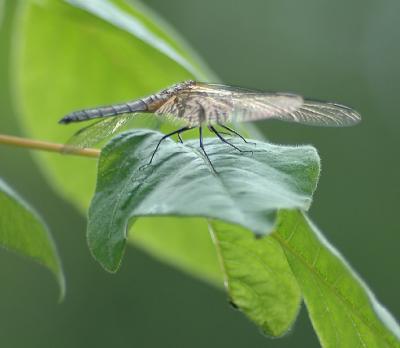 Dragon Fly