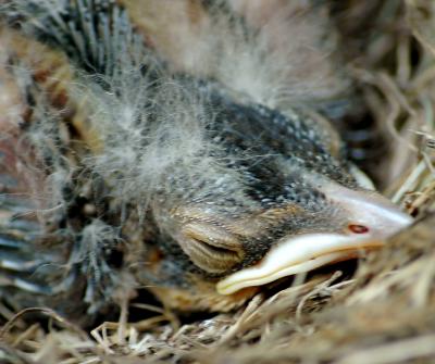 Baby Robin in a nest