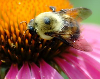 Bee on a cone flower